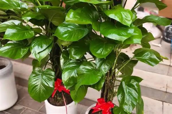 刚买回家的花如何养殖,缓盆后换土重栽