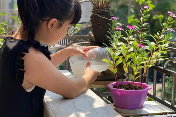 酵母粉如何正确浇花，与水的比例为1:500