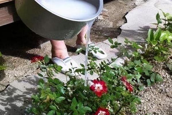 酵母粉如何正确浇花，与水的比例为1:500