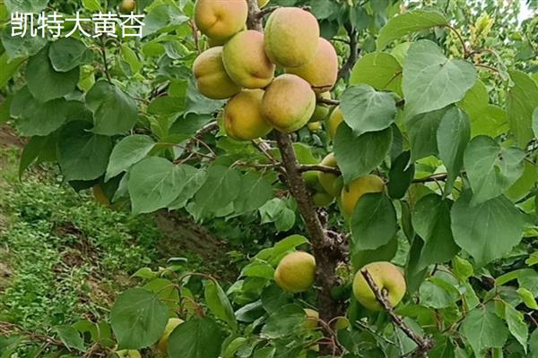 黄杏有什么品种,金太阳杏、凯特大黄杏等品种品质好