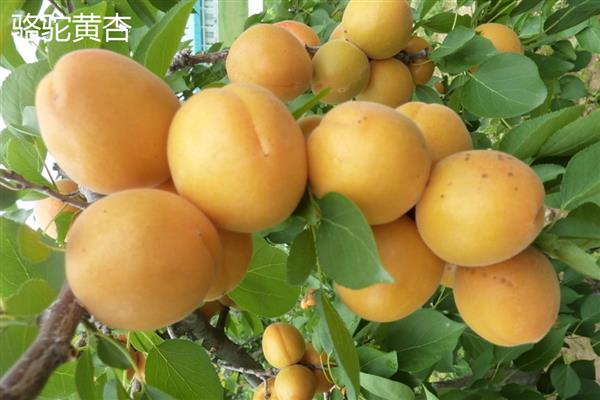 黄杏有什么品种,金太阳杏、凯特大黄杏等品种品质好