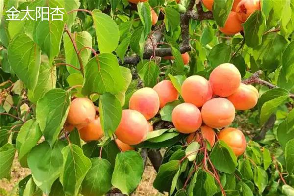 黄杏有什么品种,金太阳杏、凯特大黄杏等品种品质好