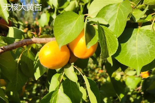 黄杏有什么品种,金太阳杏、凯特大黄杏等品种品质好