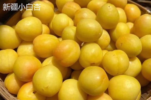 黄杏有什么品种,金太阳杏、凯特大黄杏等品种品质好