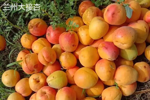黄杏有什么品种,金太阳杏、凯特大黄杏等品种品质好