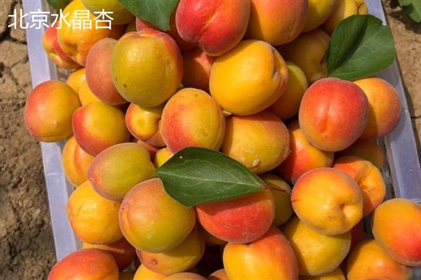 黄杏有什么品种,金太阳杏、凯特大黄杏等品种品质好