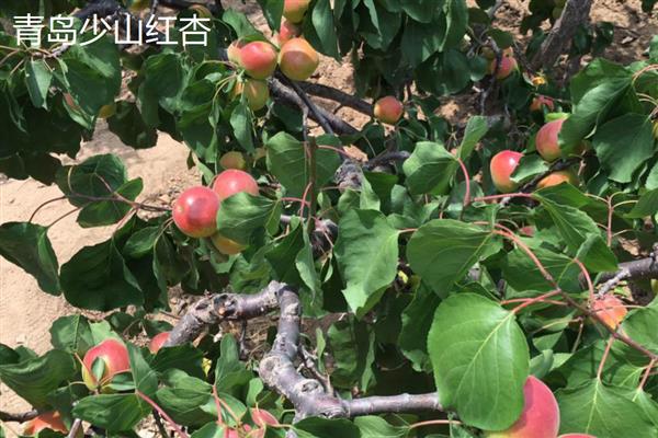 黄杏有什么品种,金太阳杏、凯特大黄杏等品种品质好
