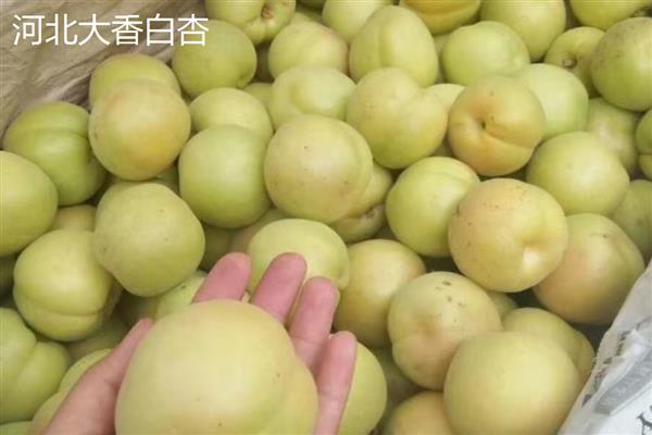 黄杏有什么品种,金太阳杏、凯特大黄杏等品种品质好