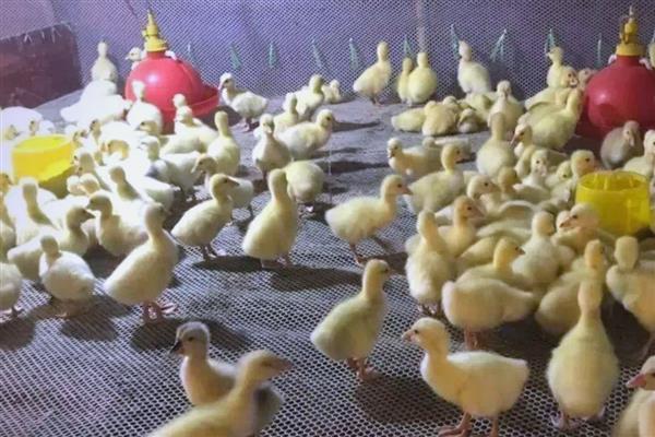 小鹅为什么养几天就死了，可能是感染了病害所致
