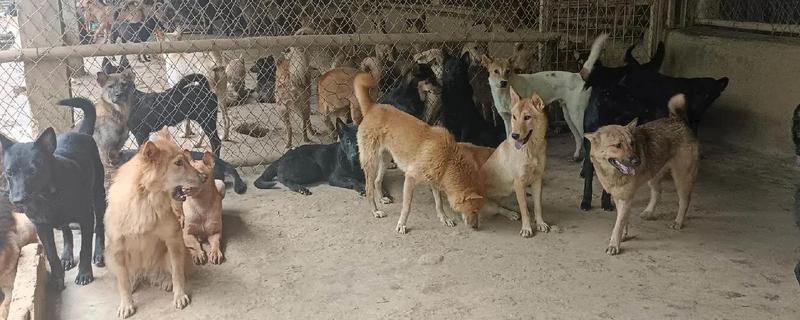 养殖肉狗挣钱吗，可以挣到钱