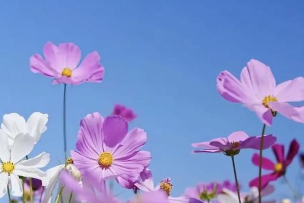 格桑花的花语是什么,寓意珍惜眼前的人、抓住眼前的人等
