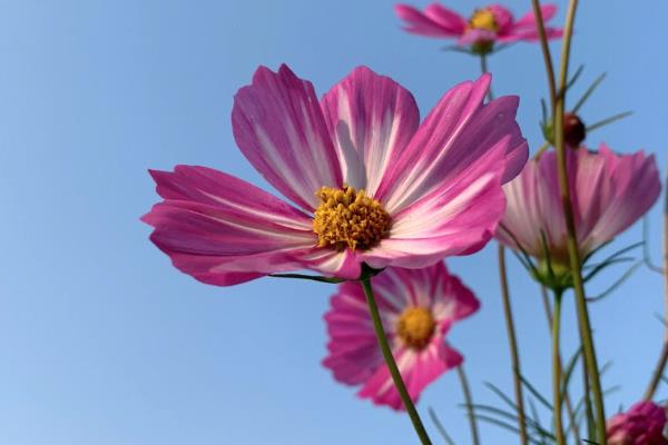 格桑花的花语是什么,寓意珍惜眼前的人、抓住眼前的人等