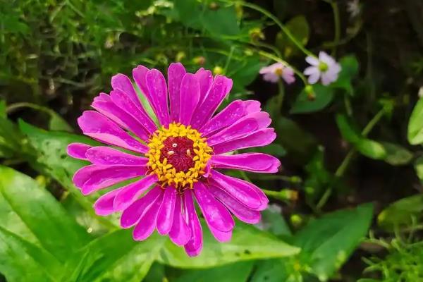 格桑花的花语是什么,寓意珍惜眼前的人、抓住眼前的人等
