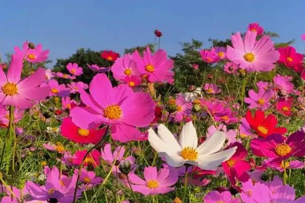格桑花的花语是什么,寓意珍惜眼前的人、抓住眼前的人等