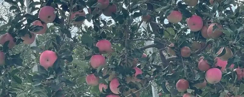 种植矮化苹果树的方法，生长期要追施薄肥