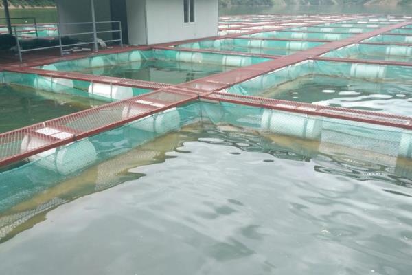 网箱养黄鳝的利润和成本，每个网箱需要200-300元