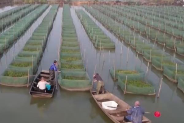 网箱养黄鳝的利润和成本，每个网箱需要200-300元