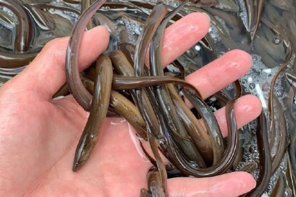 网箱养黄鳝的利润和成本，每个网箱需要200-300元