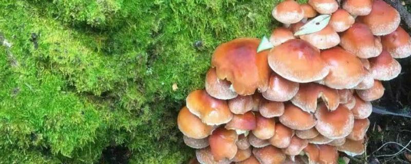 茶树菇的生长条件，培养基的含水量保持在60-65%