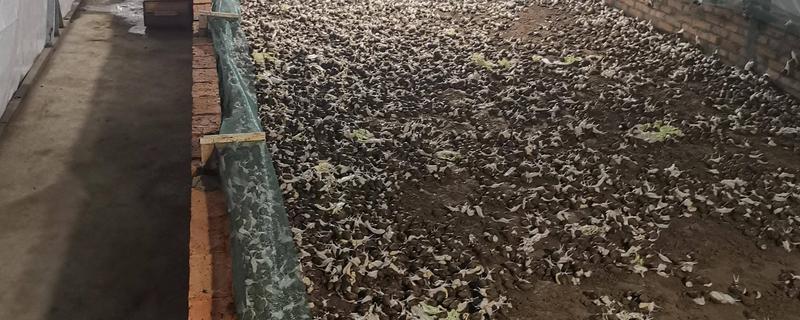 养殖蜗牛用哪种土，要用潮湿、疏松的土壤
