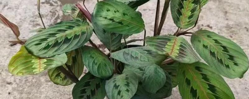 美丽竹芋怎么养殖，夏秋季节每天浇一次水