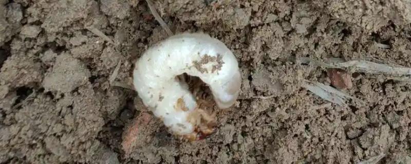 大豆蛴螬虫害怎样防治，可用地虫硫磷撒施