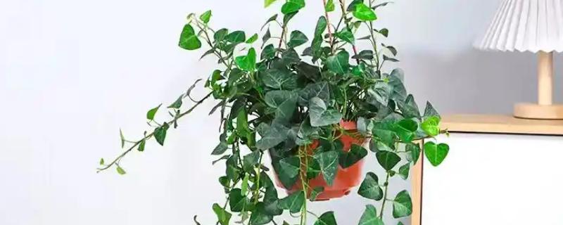 心叶藤的水培方法，使用比较健壮的茎干来水培