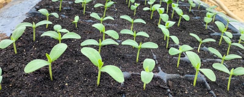 哈密瓜苗的生长过程介绍，从发芽期到定植期