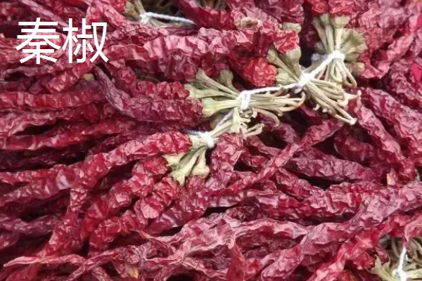 秦椒与二荆条辣椒的区别，外观和口感均不同