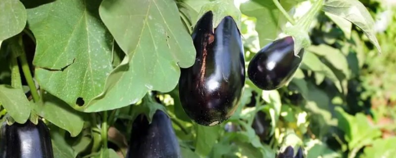 茄子传入中国的时间，公元45世纪正式传入我国