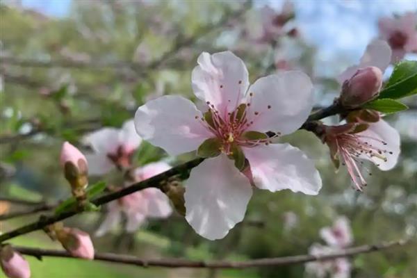 桃花的最佳观赏时间，时间为3月底