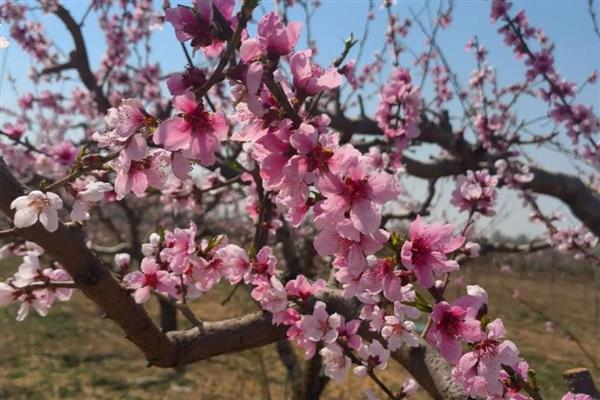 桃花的最佳观赏时间，时间为3月底