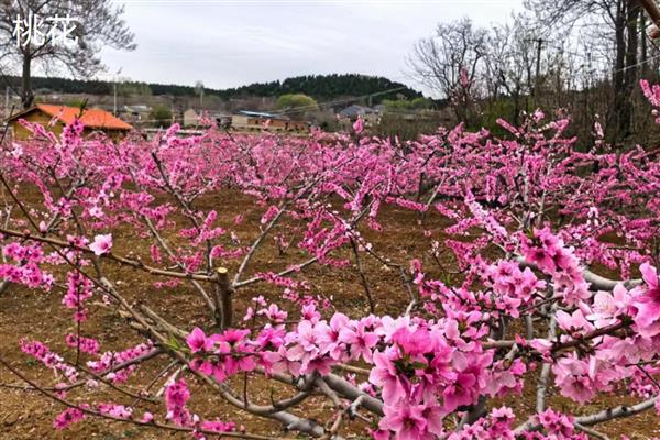 桃花的最佳观赏时间，时间为3月底