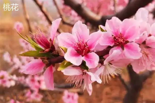 桃花的最佳观赏时间，时间为3月底
