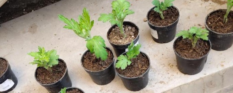 菊花什么时候扦插，在4-5月份扦插可提高成活率