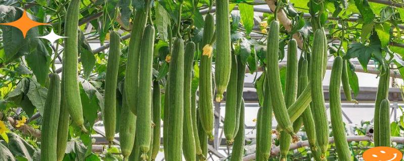 露天丝瓜什么时候播种，春夏秋季均可种植