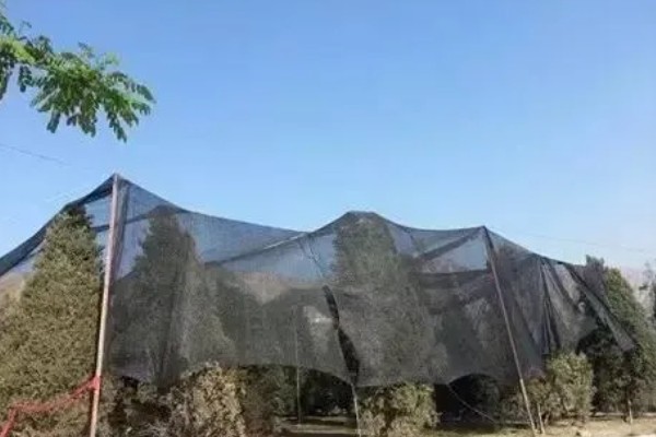 冬天怎么给树木保暖,对树干涂白或包裹稻草绳