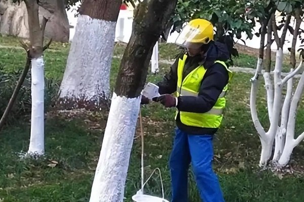 冬天怎么给树木保暖,对树干涂白或包裹稻草绳