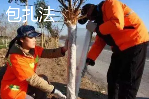 冬天怎么给树木保暖,对树干涂白或包裹稻草绳