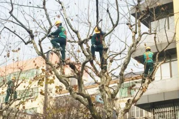 冬天怎么给树木保暖,对树干涂白或包裹稻草绳