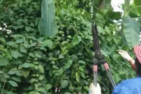 香蕉是喜阴还是喜阳，是一种喜阳作物