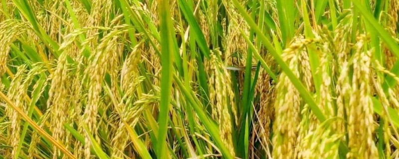 水稻如何提高产量，直播稻的播期通常在6月15日左右