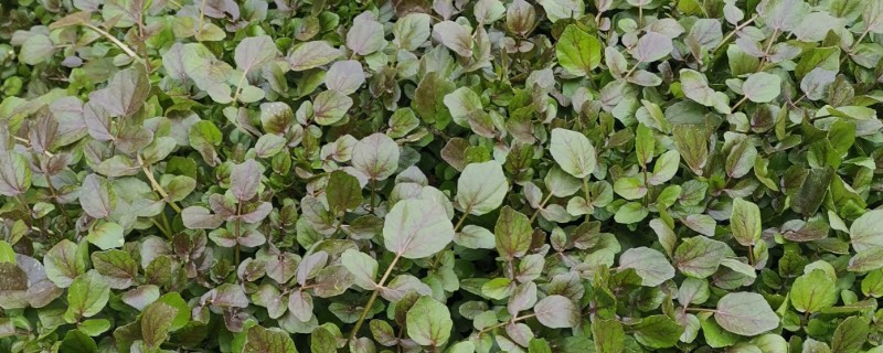 怎么种西洋菜，可以四季种植