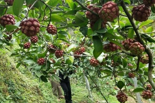 北方可以种植黑老虎吗,黑老虎不能在北方种植