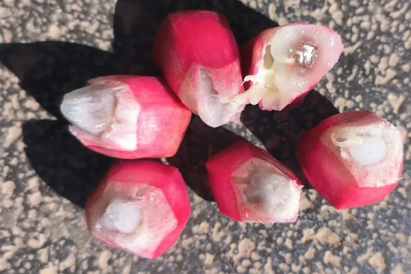 北方可以种植黑老虎吗,黑老虎不能在北方种植