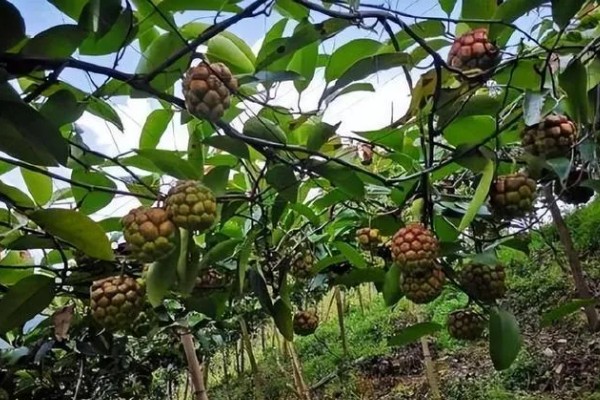 北方可以种植黑老虎吗,黑老虎不能在北方种植