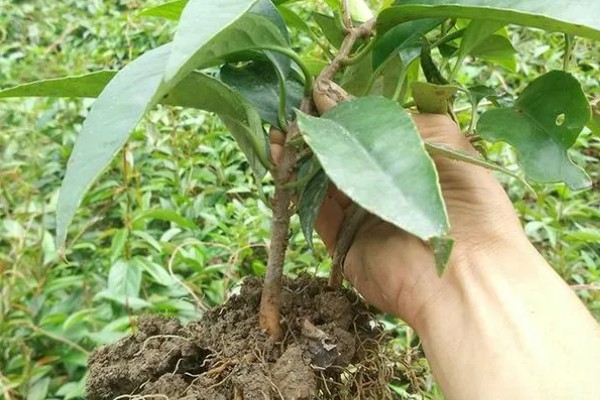 北方可以种植黑老虎吗,黑老虎不能在北方种植