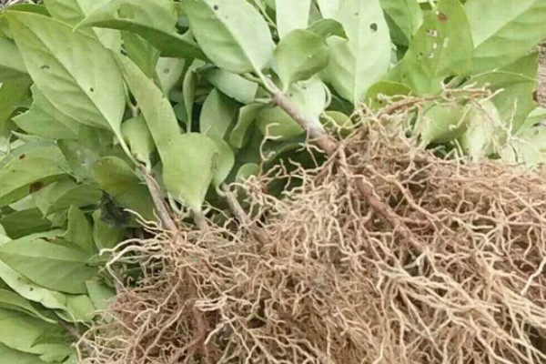 北方可以种植黑老虎吗,黑老虎不能在北方种植