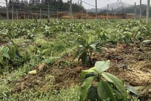 北方可以种植黑老虎吗,黑老虎不能在北方种植