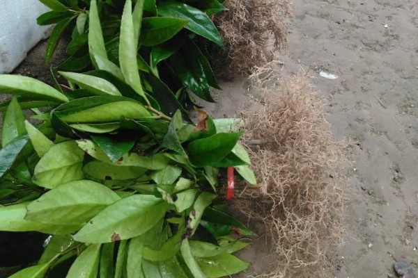 北方可以种植黑老虎吗,黑老虎不能在北方种植